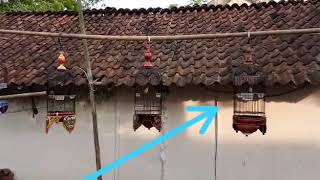 Download lagu Siulan burung pleci jadi birahi 😁😁😁😁 mp3 Download lagu Siulan burung pleci jadi birahi 😁😁😁😁 mp3