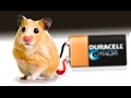 Experiment. Hamster generates Electricity!