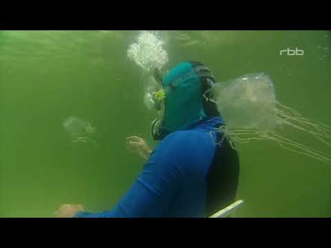 Die giftigsten Tiere der Welt - Doku aus dem Jahre 2003