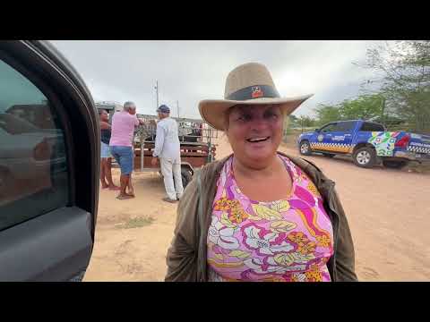 Feira de Galinha Capoeira em Senador Rui palmeira - AL 14 - 07 - 2026 #nordeste 