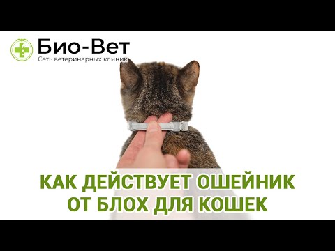 Как Действует Ошейник От Блох Для Кошек & Выбор Ошейника От Блох Для Кошки. Ветклиника Био-Вет