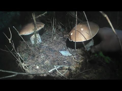 Карпатські Гриби,Карпатские Грибы,Carpathian Mushrooms