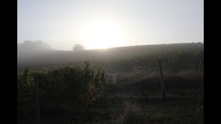 Nebel in den Weinberg von Hackenheim