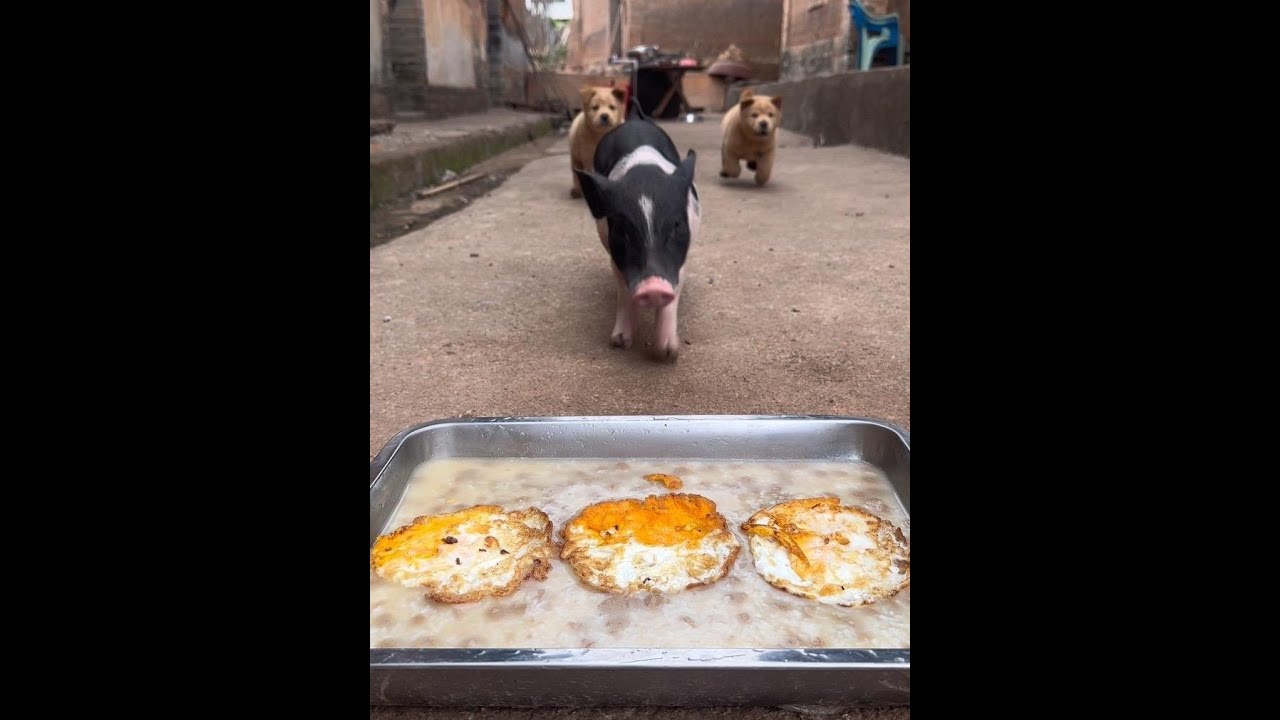 Eat egg rice today. The most beautiful dog in the village. If you don’t raise a dog, you don’t know
