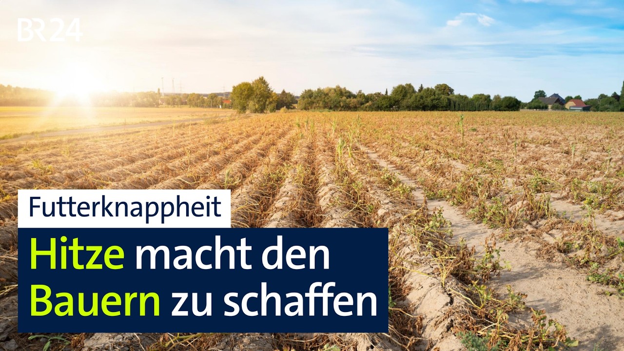 Futterknappheit: Hitze macht den Bauern zu schaffen | BR24