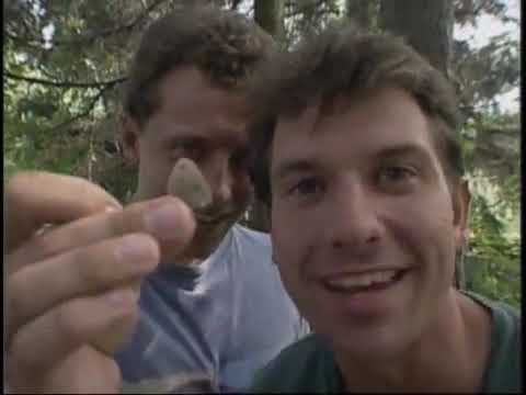 Kratt Creatures: The Defenders