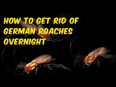 一晩でチャバネゴキブリを確実に駆除する方法? #ゴキブリ