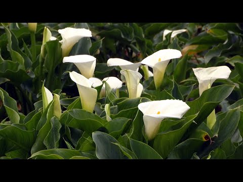 Callablüte in den Yangming-Bergen