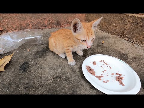 Baby kitten meowing stay near the school I feed him yummy food