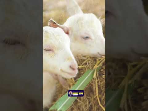 Goat Animal Short |  Building the Perfect Goat Habitat | Creative Nature #goat #animals #wildlife