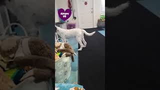 Puppies Cody and Conroy are still looking for their forever home Puppies Cody and Conroy are still looking for their forever home