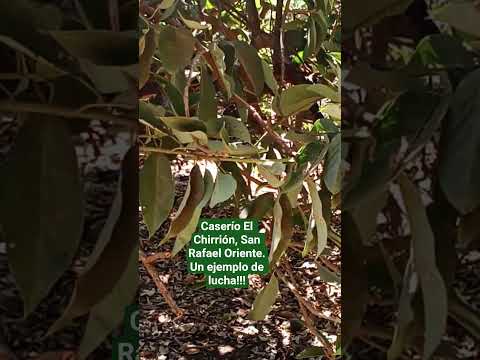 Un árbol en San Rafael Oriente, derribado por el Mitch, sobrevivió y produce ricos aguacates.