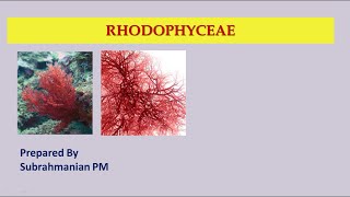 XI BIOLOGY/PART-4/CHAPTER-3/PLANT KINGDOM/RHODOPHYCEAE