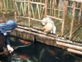 Catching Koi using a seine net..wmv 