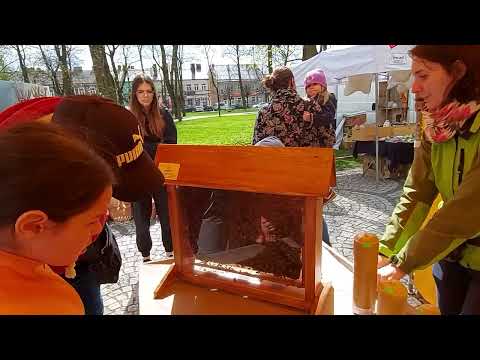 Spacerem po Majowych Bąkach. Augustów.