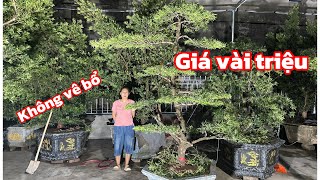 Straight-shaped Bodhi tree | No side parts | Price several million