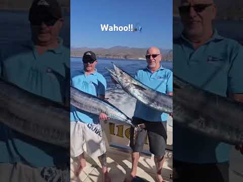 08/12 - MORE, MORE, MORE!!! - Cavalier & Blue Marlin Sport Fishing Gran Canaria