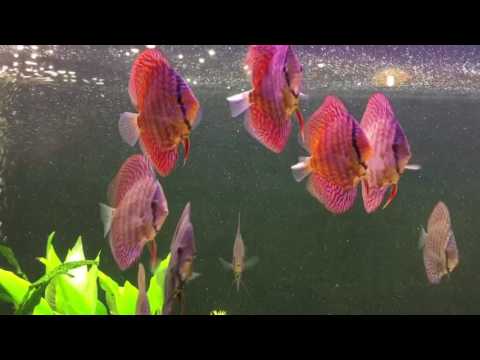 Red turquoise discus fish tank BG 468L Update