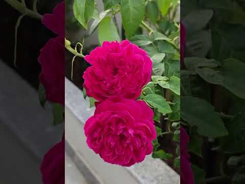 Beautiful naturel Rose✨🌺#Flowers garden ✨🥀 #Flowers Rose status Garden #Flowers 