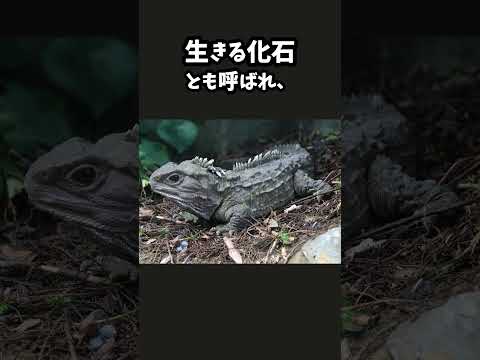 IUCN分類における絶滅の危険性を示す図。