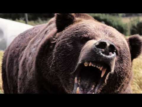 Gemcie is attacked by a black bear