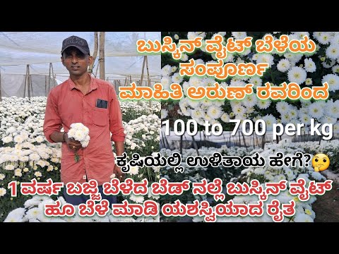 ಬುಸ್ಕಿನ್ ವೈಟ್ ಬೆಳೆಯ ಸಂಪೂರ್ಣ ಮಾಹಿತಿ ನಿಮಗಾಗಿ | info about B WHITE or buskin white chrysanthemum