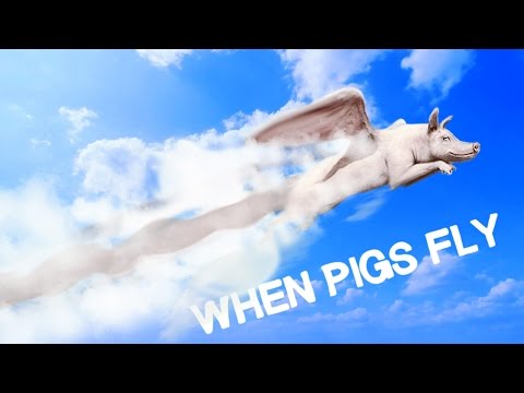 Porsaat osaavat lentää!! - When pigs fly