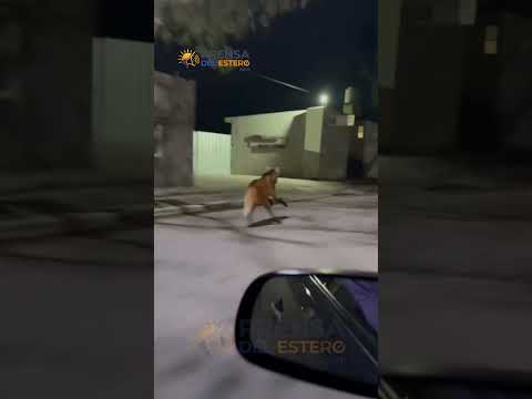 INSÓLITO EN CÓRDOBA: apareció un aguará guazú caminando por las calles en plena madrugada.