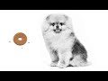 Royal Canin Sensible 10kg