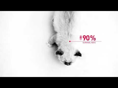 Royal Canin Sensible 10kg video
