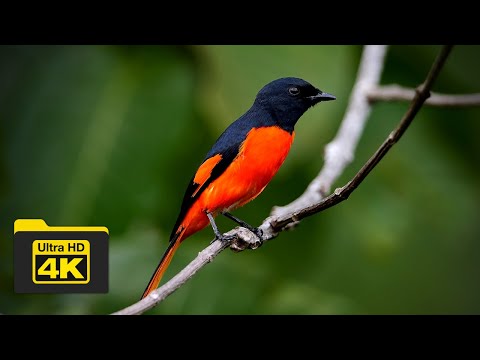 Pestrec rumelkový (Pericrocotus igneus) — správanie a biotop