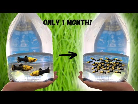 Easiest way to breed mollies (100s of fry!)