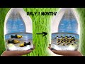 Easiest Way To Breed Mollies 100s Of Fry