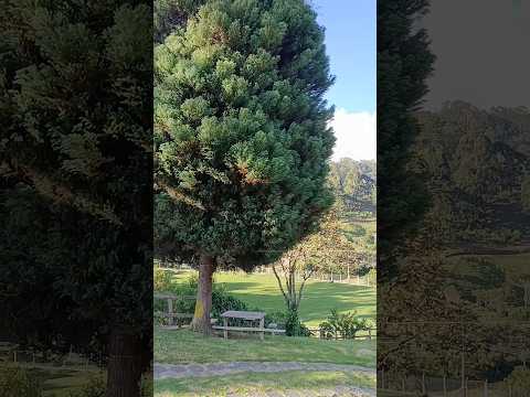 A paz está nas coisas simples. 🏞️🌳🍀🙏🏽 #marmelopolis #minasgerais #mg #brazil #suldeminas #natureza