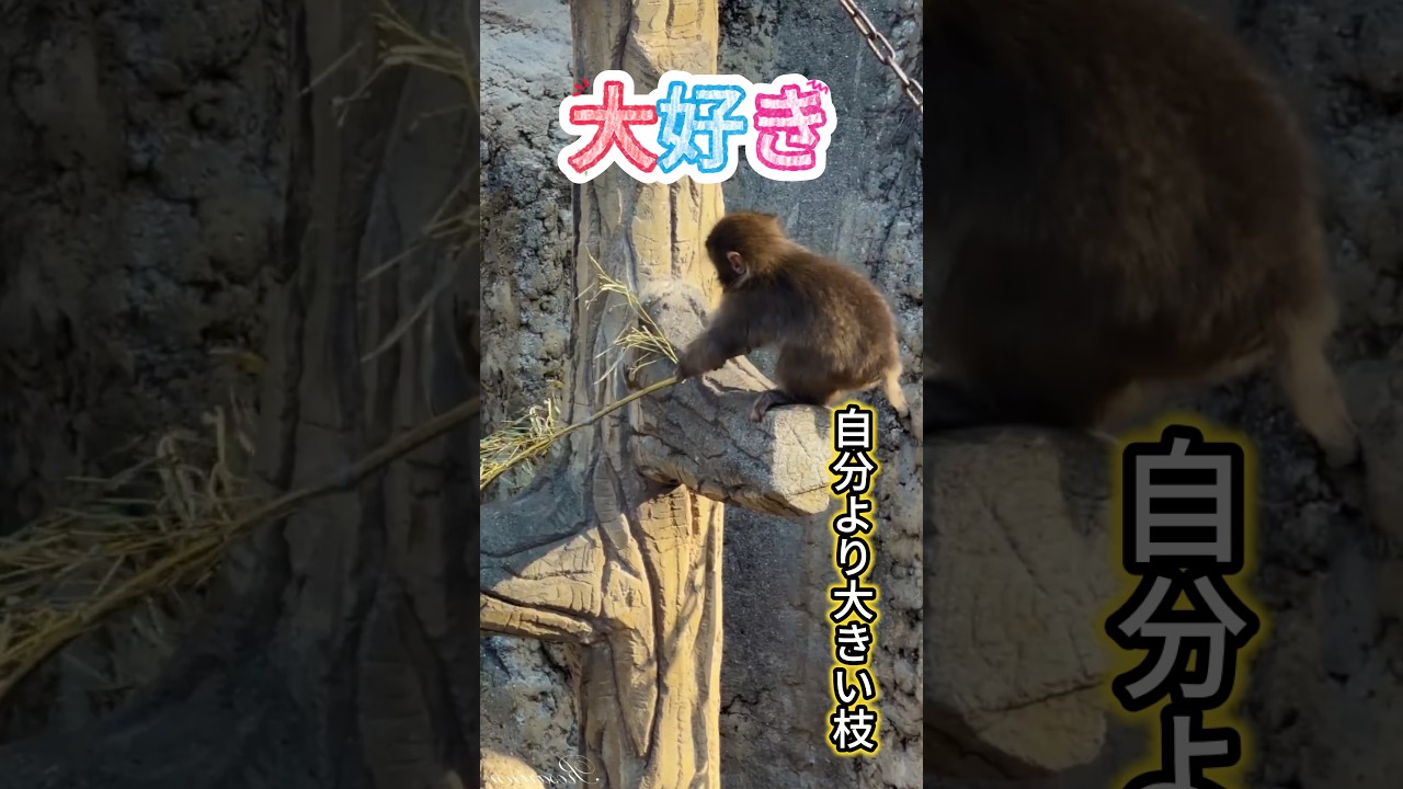 バンチ君 自分より大きい枝が大好きなパンチくん🐒 #punch #パンチくん #monkey #cute