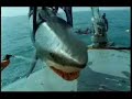 SHARK,FISH,HUMAN ;) (naq) - Známka: 2, váha: velká
