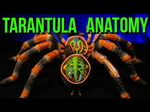 The Anatomy of a Tarantula & Spider Biology