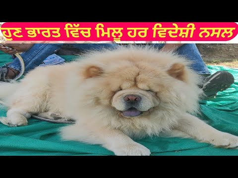 Dog show patiala sanour part 4 Farming brain Ramandeep singh Tungwali