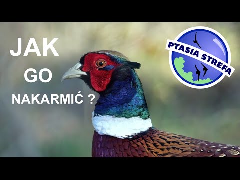 Dokarmianie bażantów