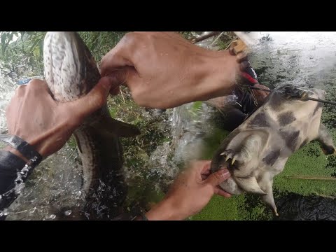 SE02EP076 - PUGAD ng MGA MAMAW sa ILALIM ng NATUYONG KAWAYANAN | INVASIVE na AHAS PAGONG at DALAG