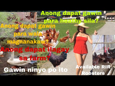 Ano dapat gawin sa farm nyo wala magnanakaw healthy manok athappy mga manok tipid @Bohol V.V. Farm