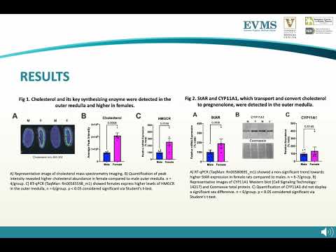Thumbnail image of video presentation for Evidence for estrogen biosynthesis in the rat kidney suggests sex differences.