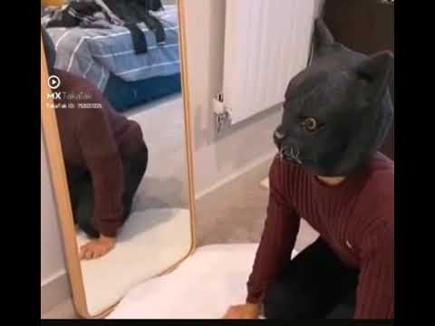 King dummy cat scares small cat #shorts