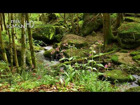 RAMAZANSKA DOVA 26. DAN - MTV IGMAN