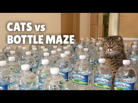 Cats vs Bottle Maze | Kittisaurus