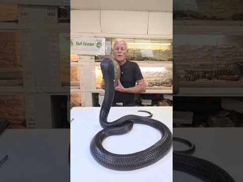 La tête d'un Cobra 🐍