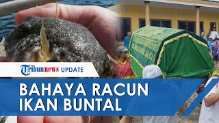 Ikan Buntal Tewaskan 1 Keluarga, Dokter: 1.200 Kali Lebih Beracun dari Sianida, Tak Ada Penawarnya