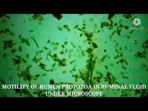 NIRMAL MOTILITY OF RUMINAL PROTOZOA IN RUMEN FLUID