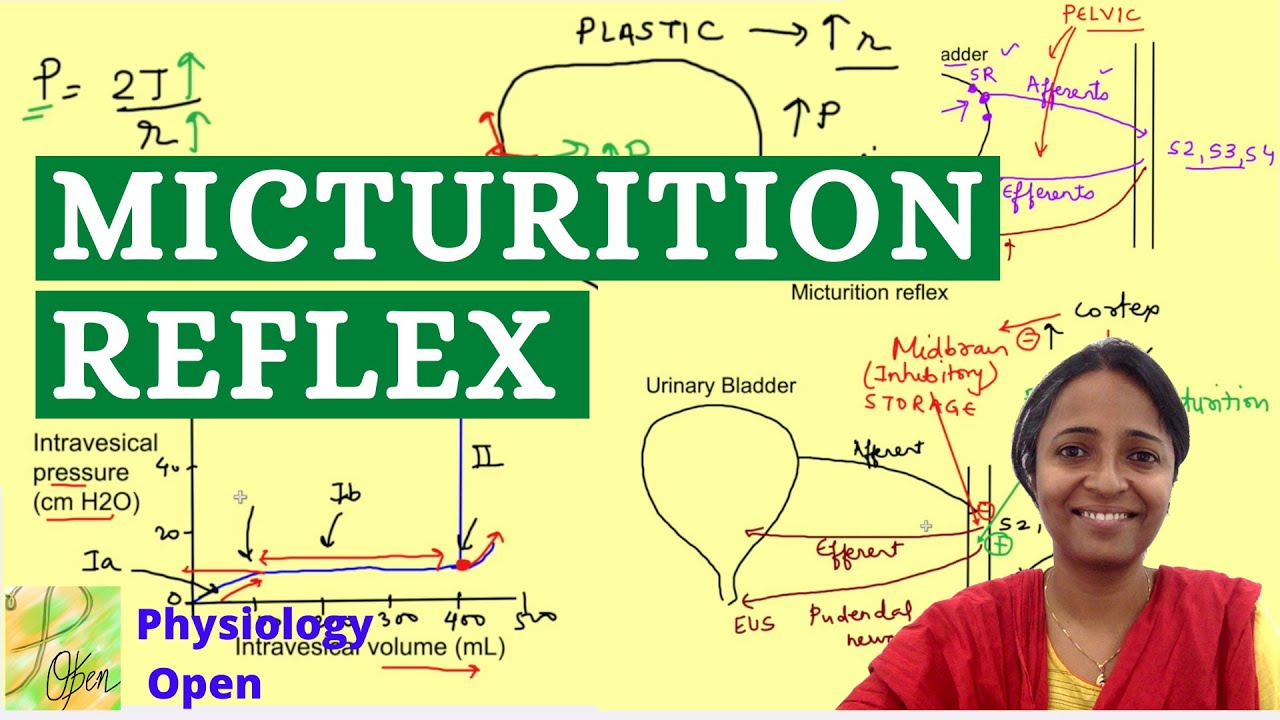 Micturition reflex physiology with cystometrogram | Renal Physiology MBBS 1st year lectures - YouTube