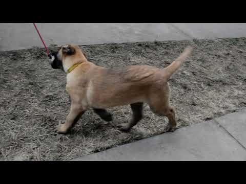 Belgian Malinois puppy for sale